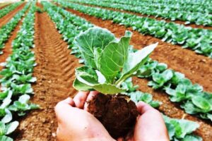 Read more about the article What are the environmental benefits of organic agriculture?